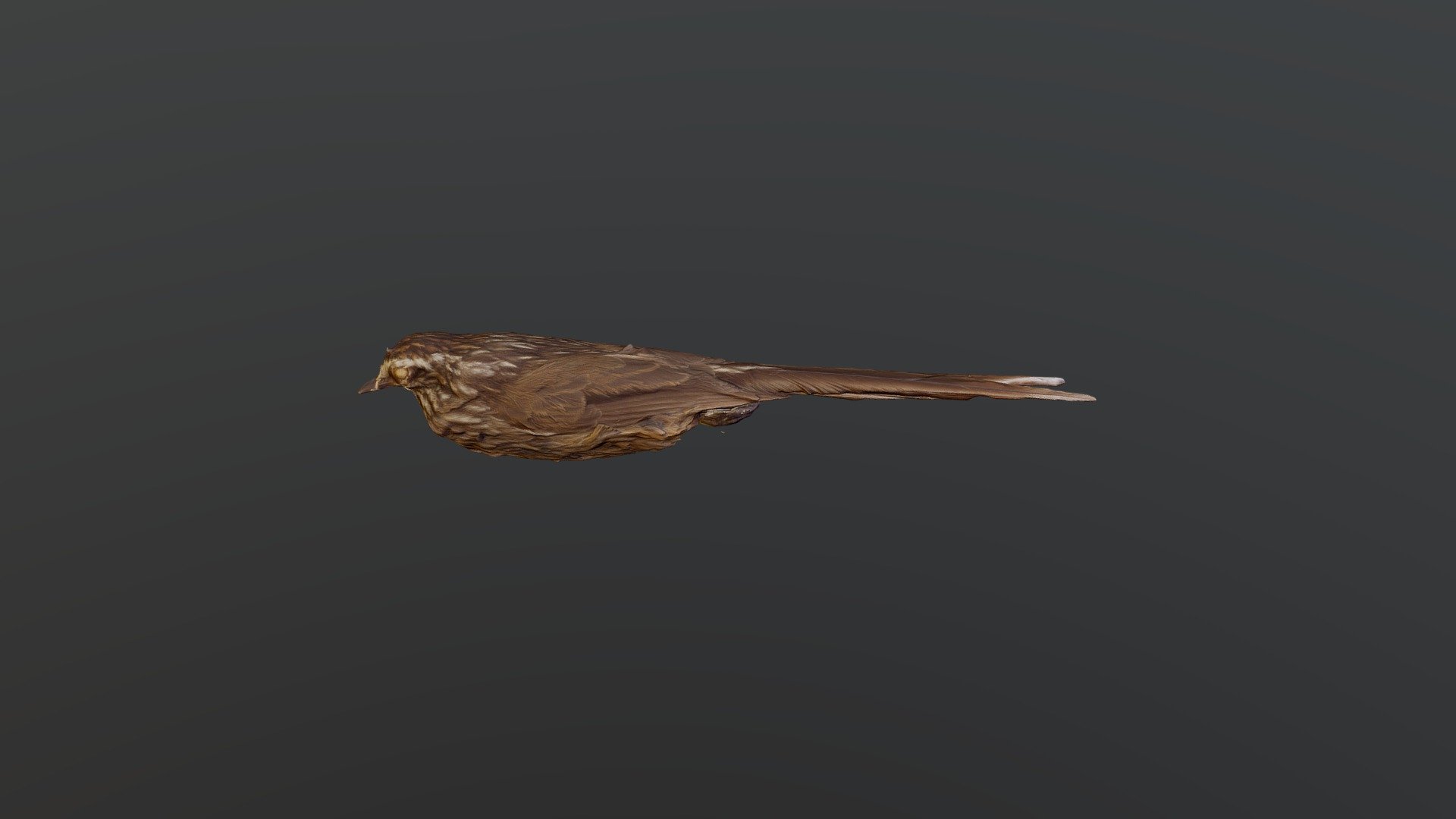 Andean Tit-Spinetail - Leptasthenura andicola