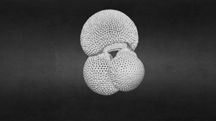 Trilobatus sacculifer (trilobus morphotype) 3D Model