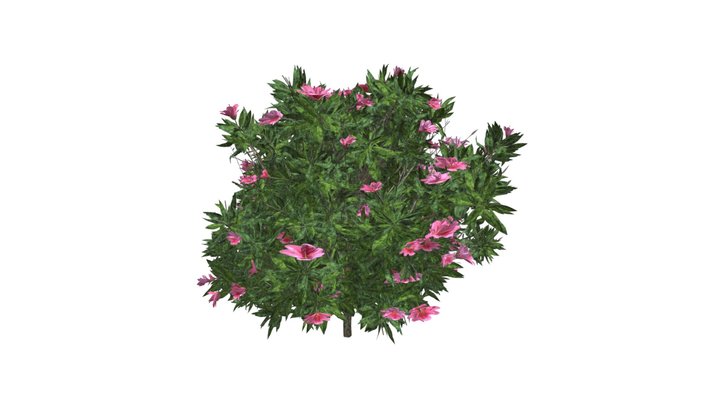 Azalea Shrub (Pink Flowers) #02 3D Model