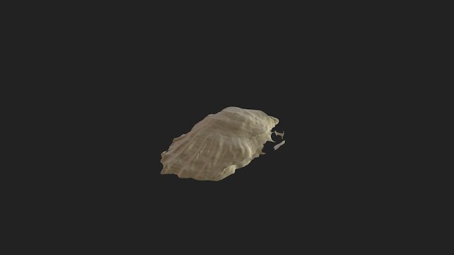 The Oyster Shell 3D Model