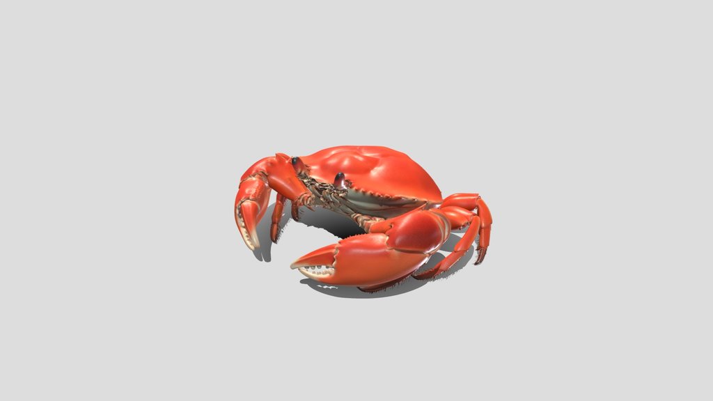Crimson Crab