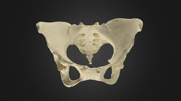 pelvis_COMP-11L-1 3D Model