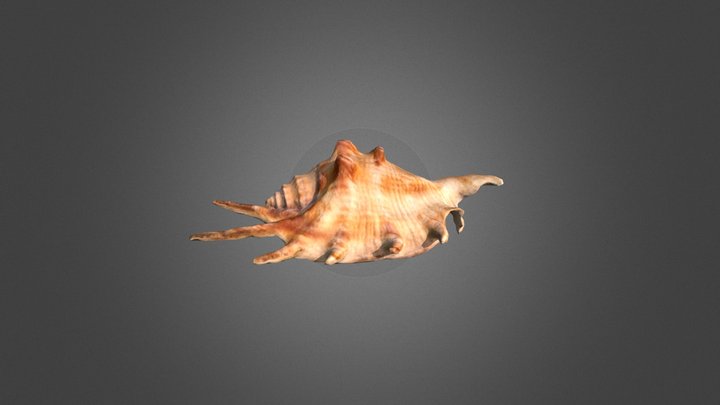 shell 3D Model