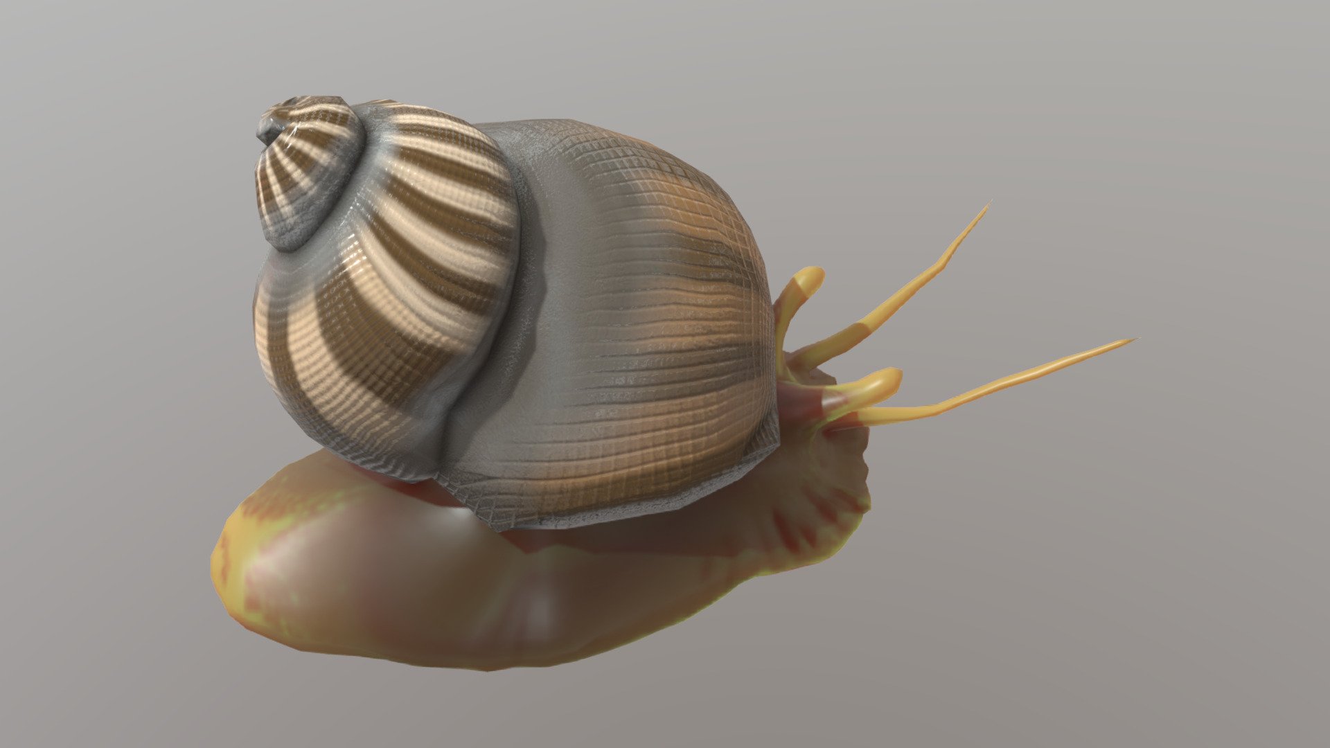 Cyclonema - 3D model by Paleobiome [d5a5736] - Sketchfab