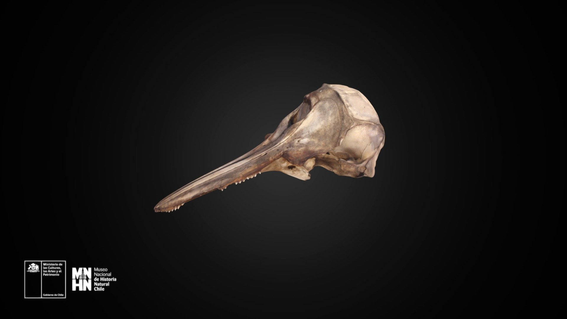 Cephalorhynchus eutropia 582