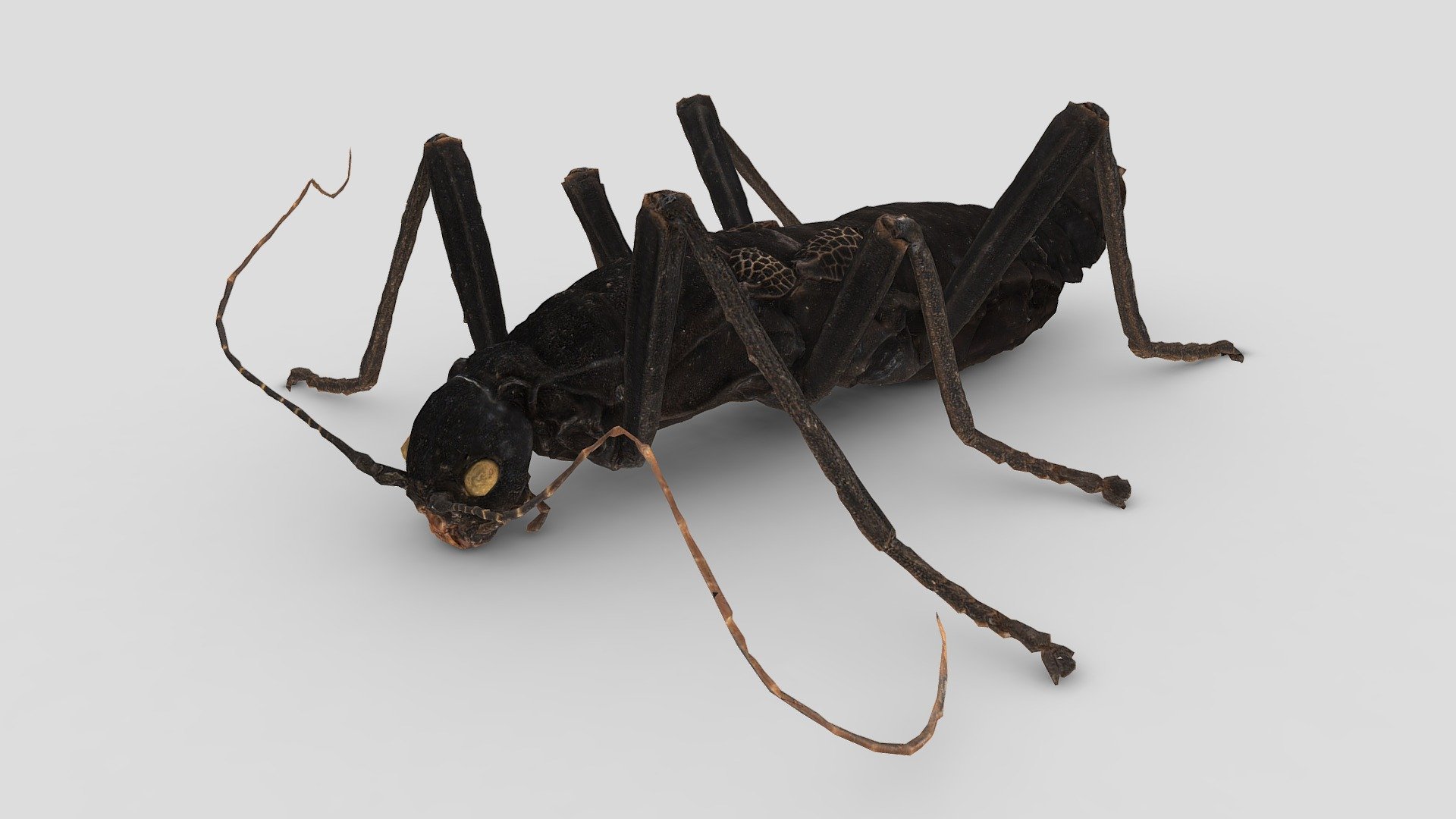Peruphasma schultei [female]