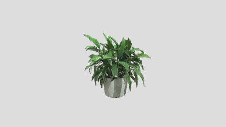 3D reconstruction of a plant 3D Model