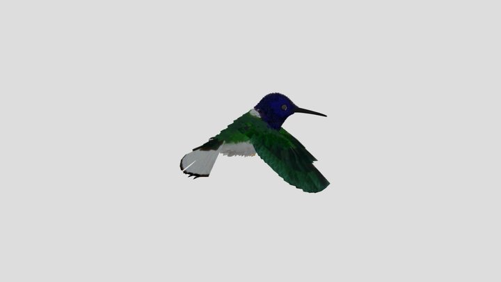 Bird Hover Loop 3D Model