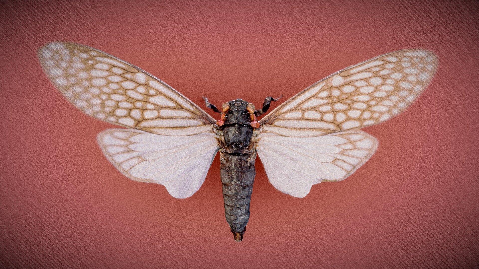 Cicada — Sketchfab embed 3D viewer