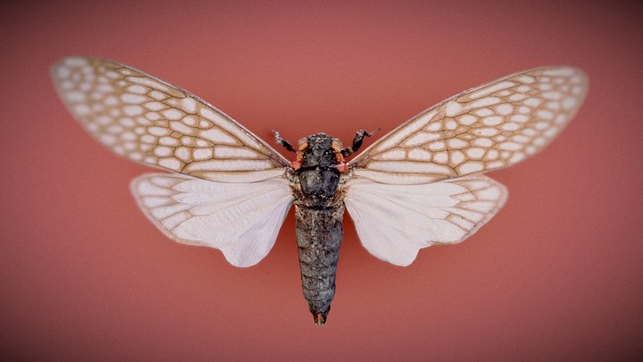 Cicada 3D Model