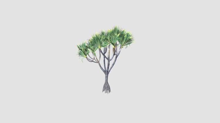 Pandanus 3d Models Sketchfab