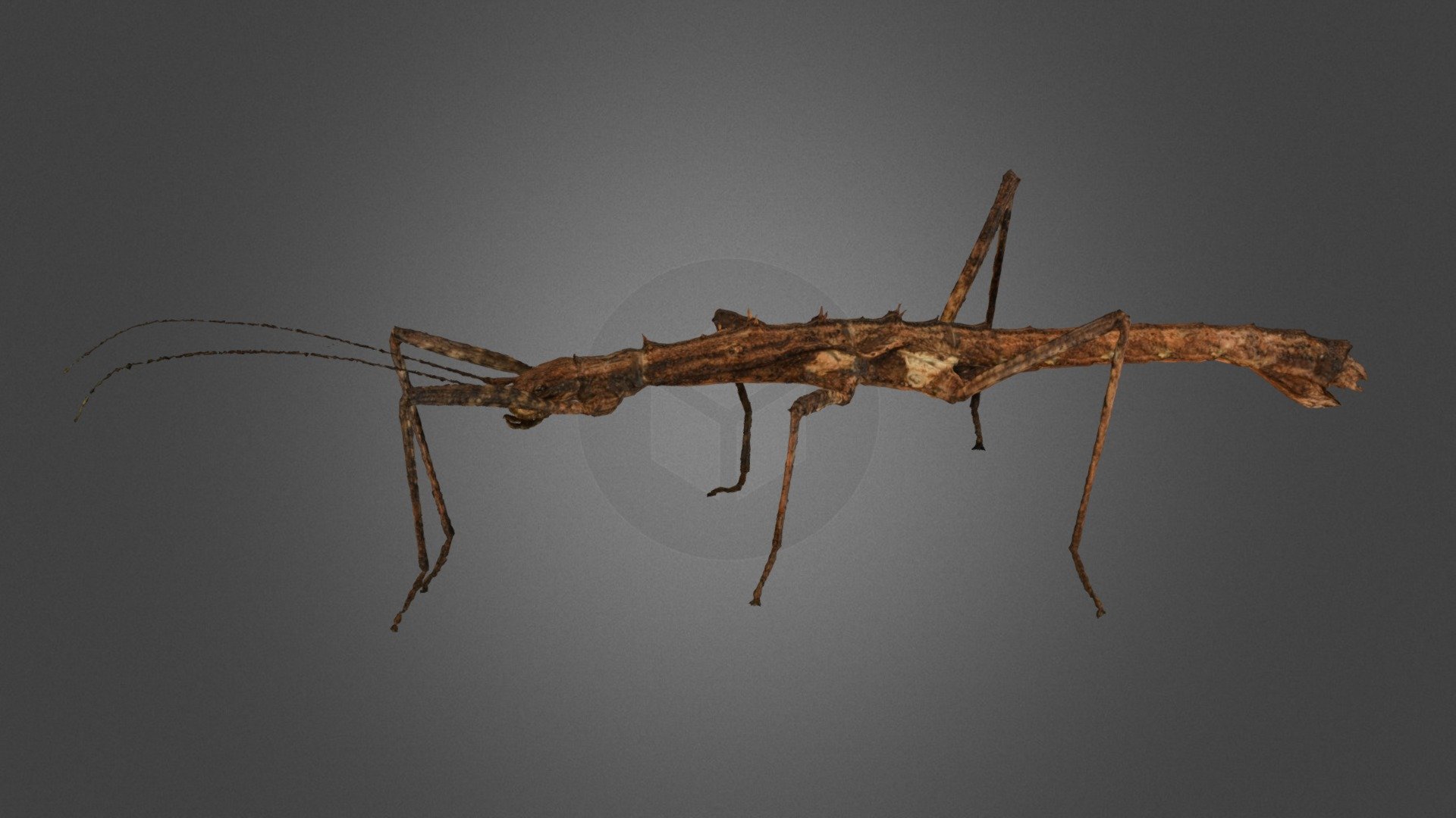 トゲナナフシ Spined Stick Insects, Neohirasea japonica