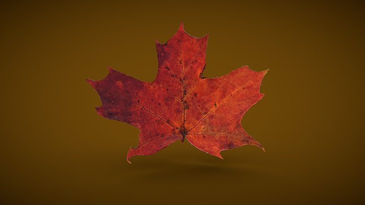 Red Maple Leaf