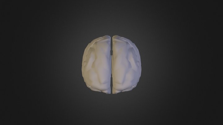 Brain Human 3D Model