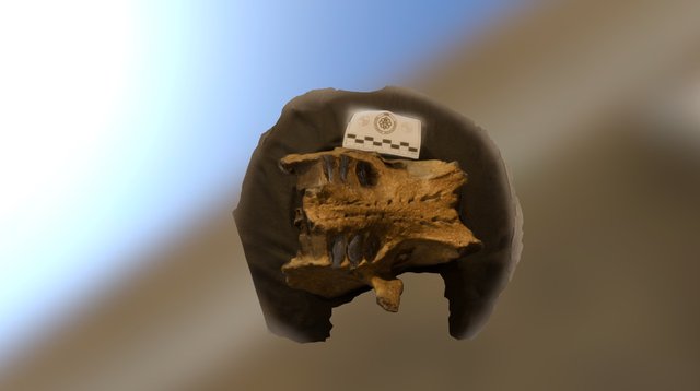Sloth Rostro bottom 3D Model
