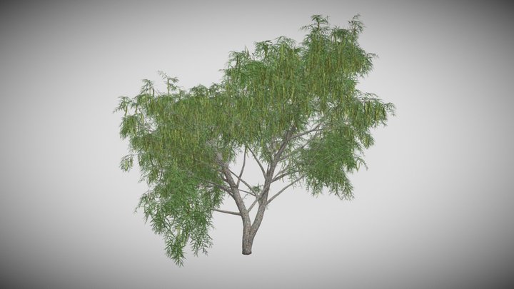 HoneyMesquite_Tree_OBJ 3D Model