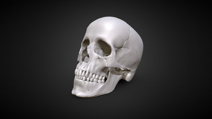 HumanSkull-UV 3D Model