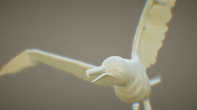 Frigate minor (bird) 3D Model