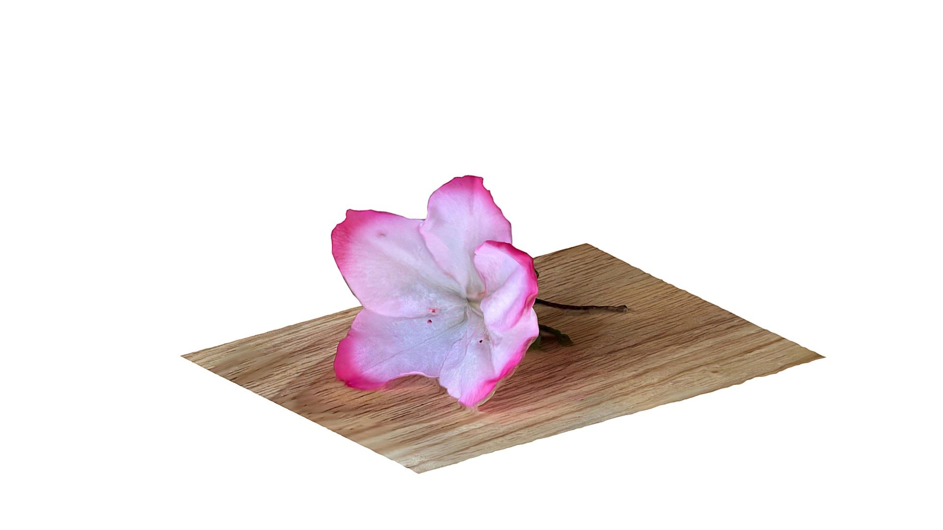 Azalea