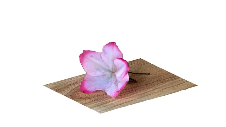 Azalea 3D models - Sketchfab