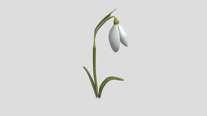 Galanthus nivalis 3D Model