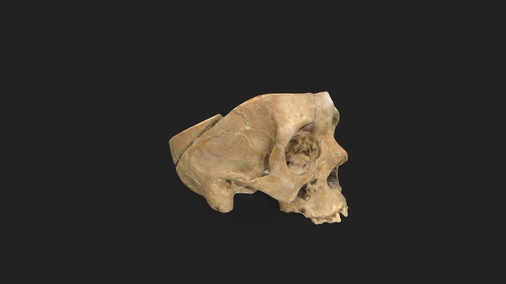 Skull 3D Model