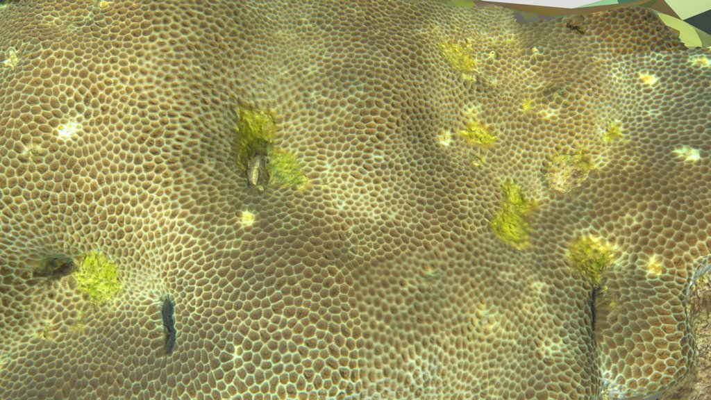 Goniastrea