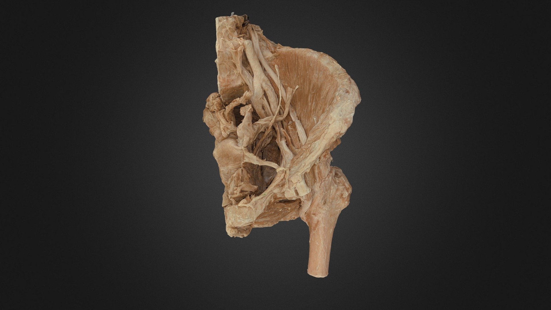 Female Pelvis Sagittal Section