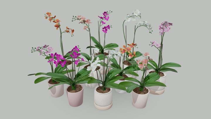 Orchids 3D Model