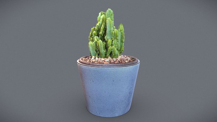 Cactus plant in a ceramic pot 3D Model
