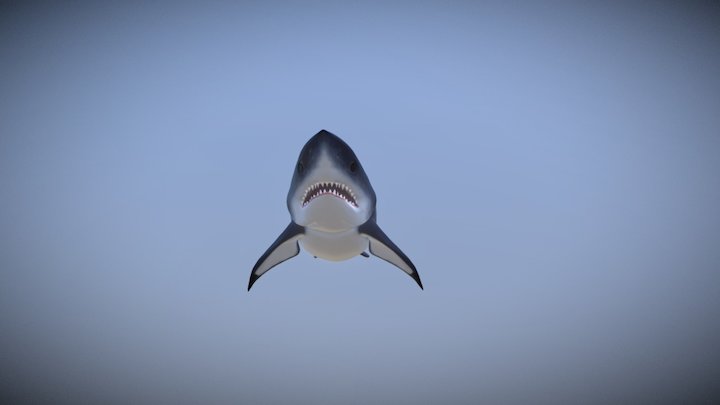 Sharky 3D Model