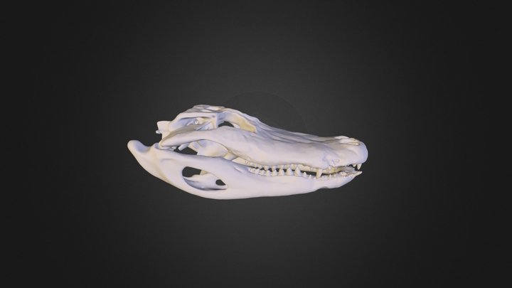 alligator 3D Model