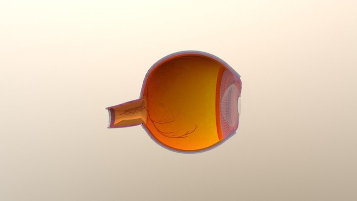 Eye Anatomy V18 - TFG 3D Model