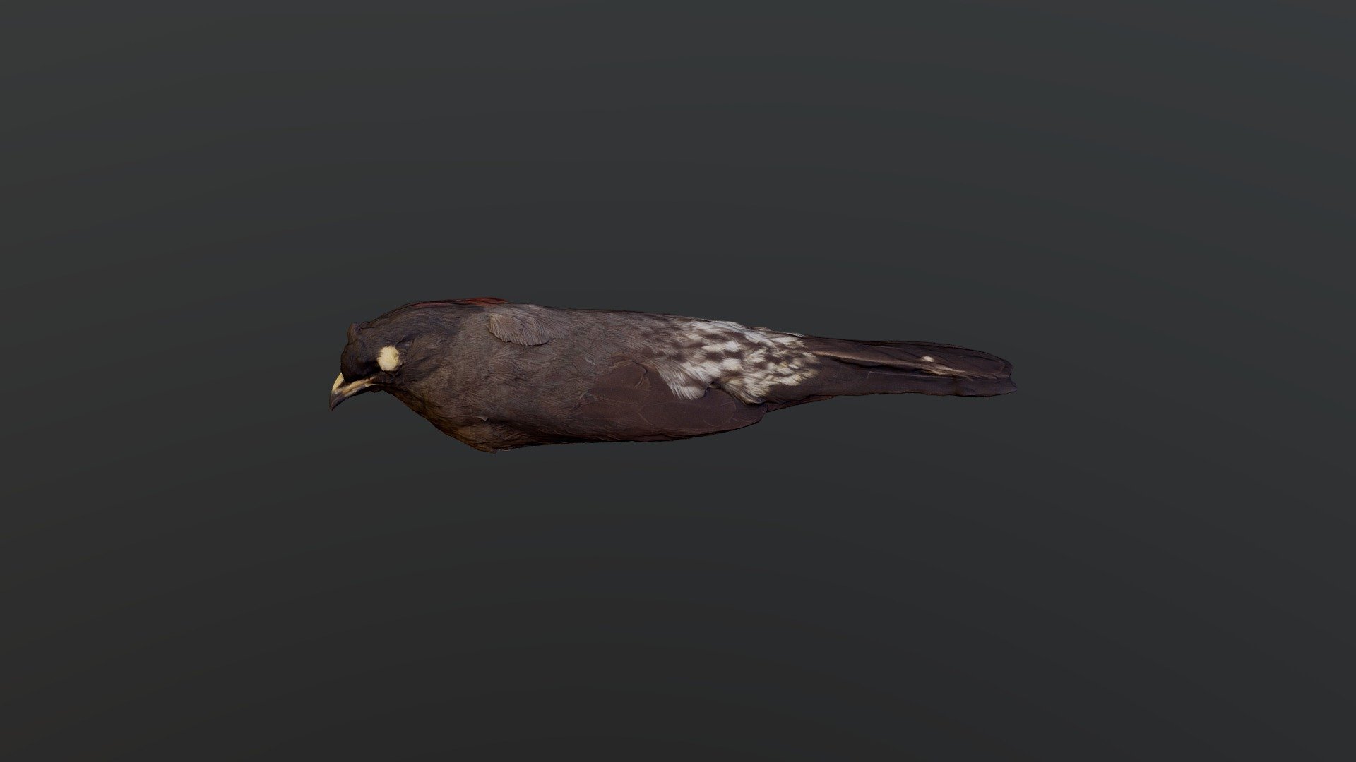 Red-crested Cotinga - Ampelion rubrocristatus