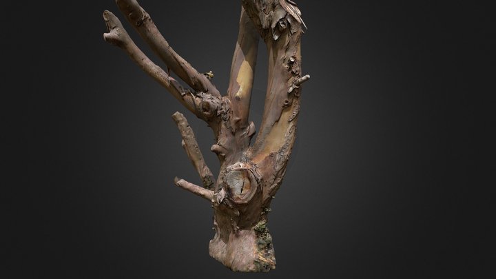 3D eucalyptus tree trunk (photogrammetry) 3D Model