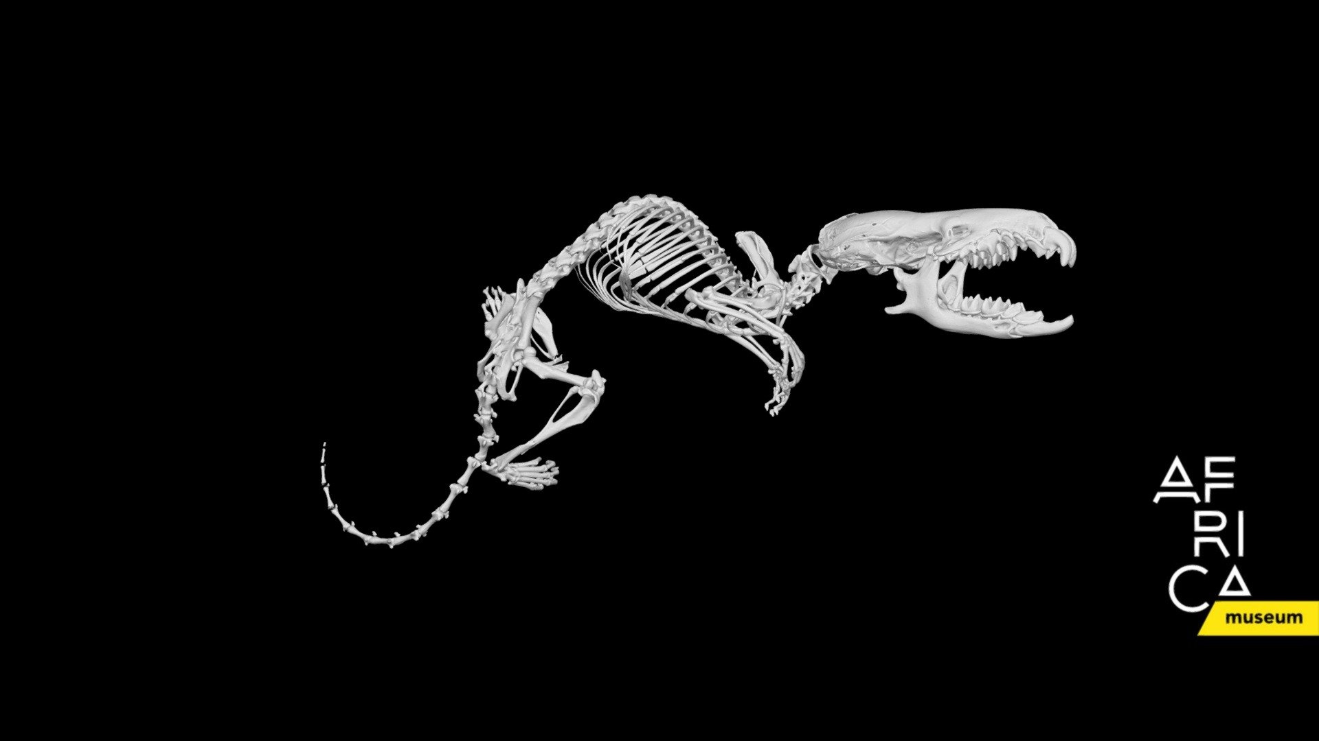 BERMCAVERMAM23463 Paracrocidura schoutedeni 3D model by Royal