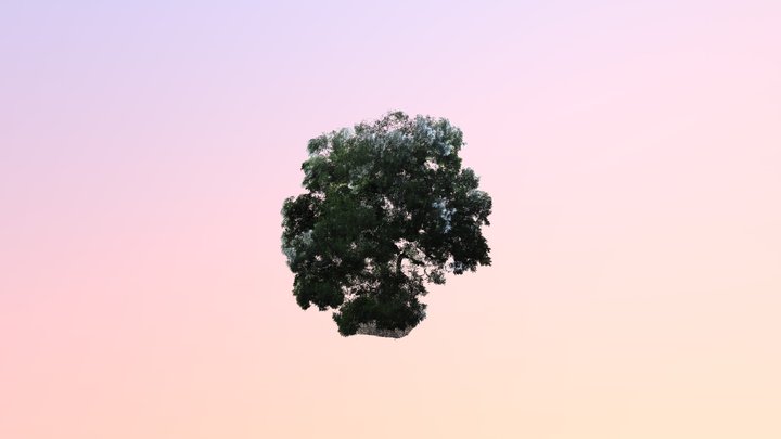 芒果樹(B01) 3D Model