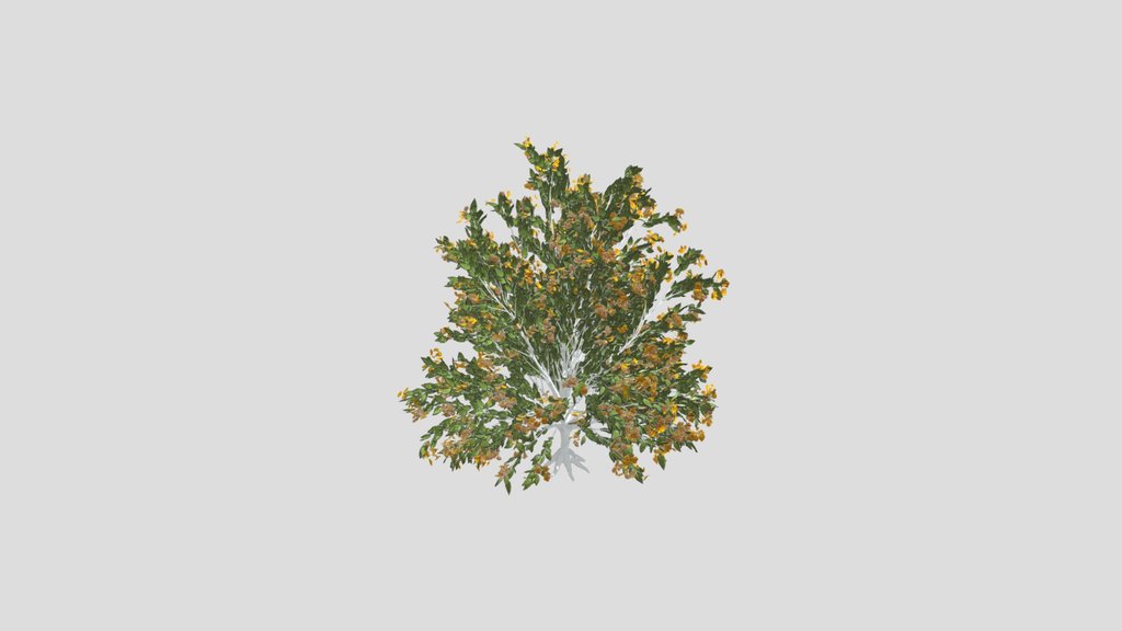 Tree Orange Choisaya