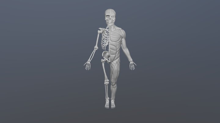 Human Skeleton/Muscles 3D Model