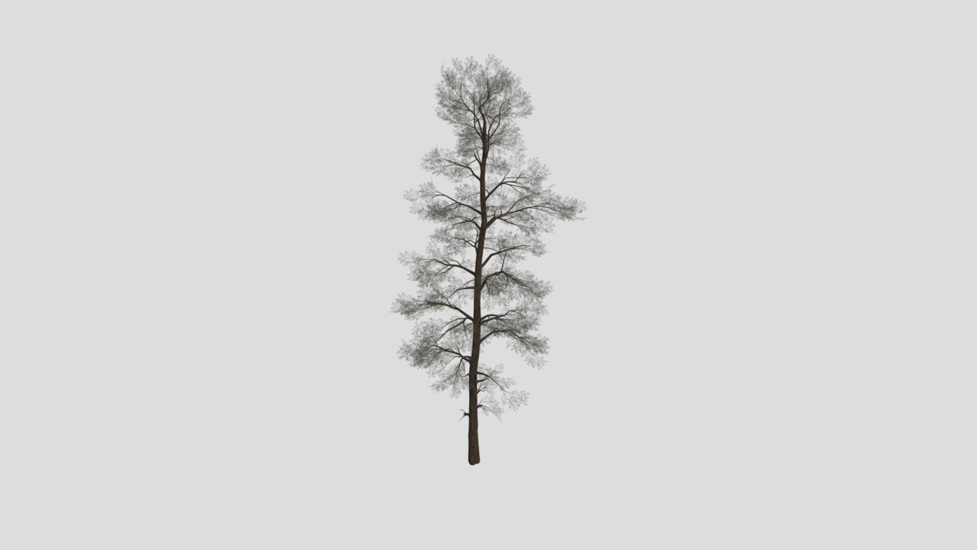 Conifer Tree Black And White - Buy Royalty Free 3D model by 3dia ...