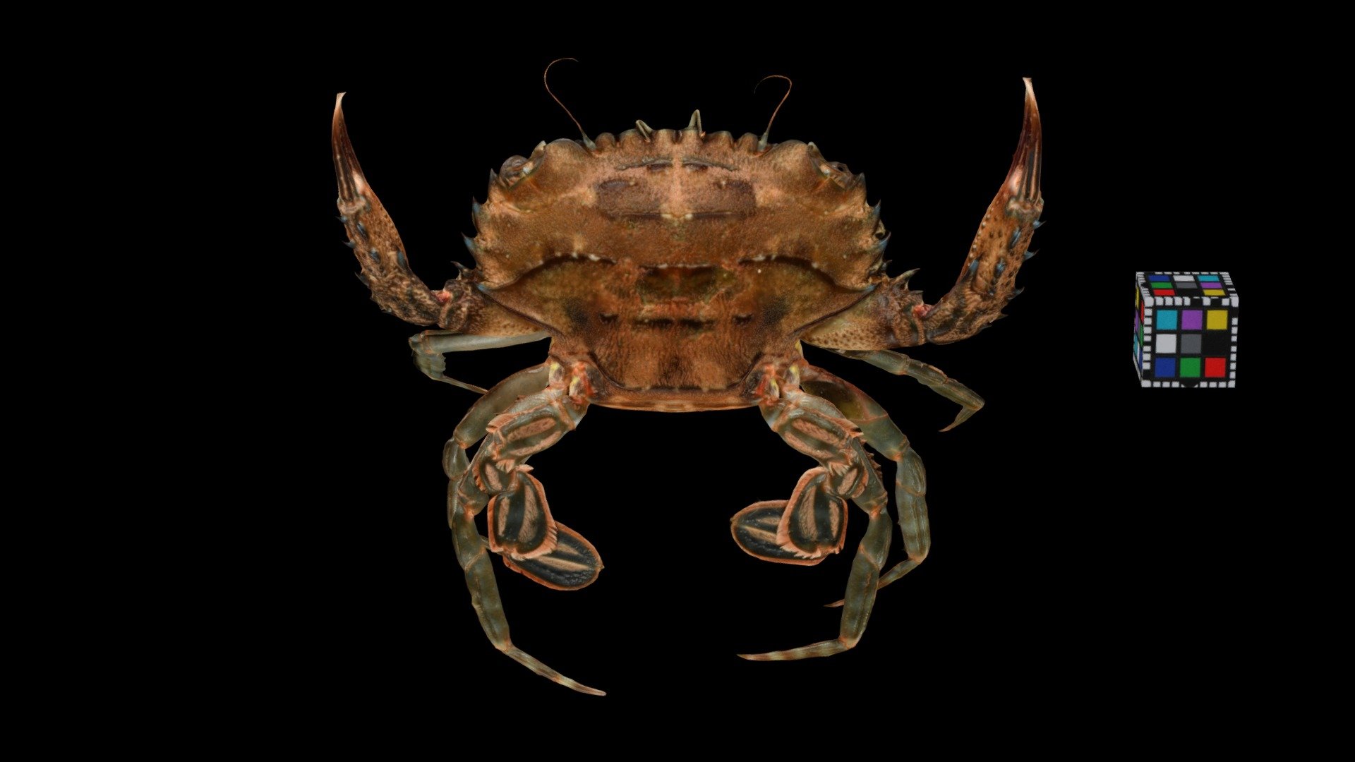 ウデトゲベニツケガニ？ ♀ Spiny Claw Swimming Crab