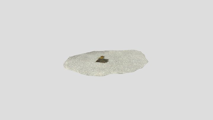3D Scan of Euryops pectinatus 3D Model