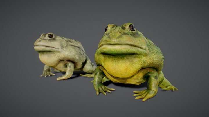 Pixie Frog |Game-Ready| 3D Model