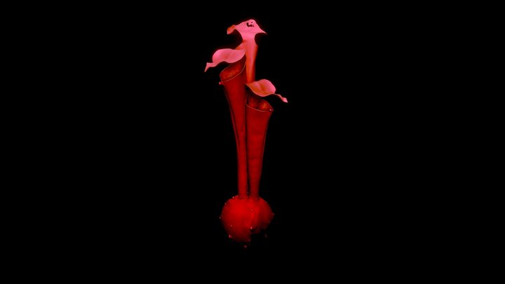 Sarracenia (Blood) 3D Model