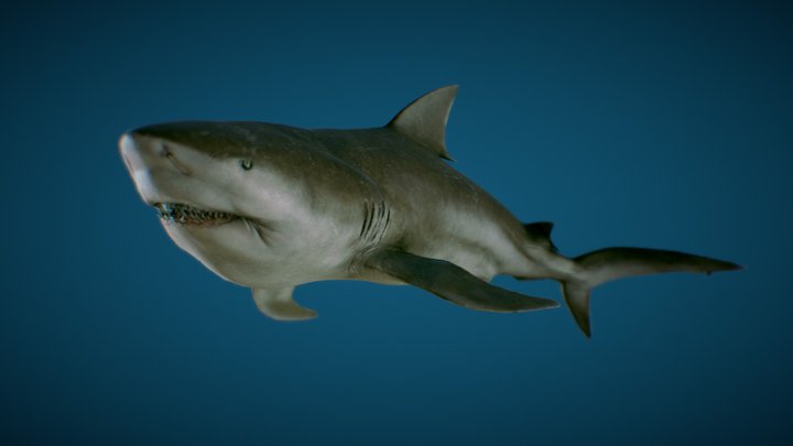 Bull Shark 3D Model