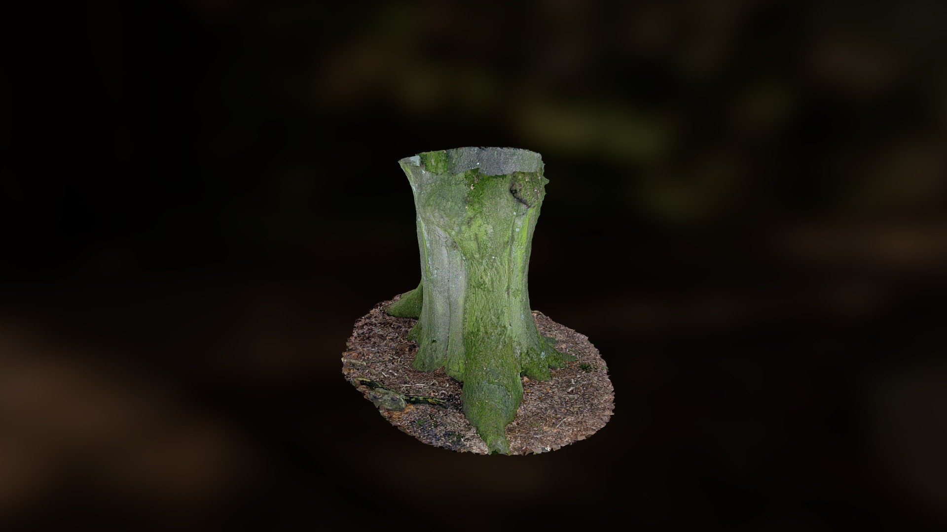 Mighty Beech trunk (trial)