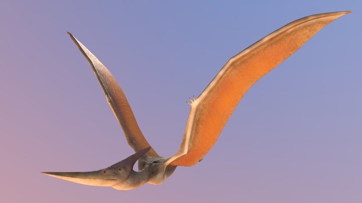 Pteranodon - Game Model - 3D Model