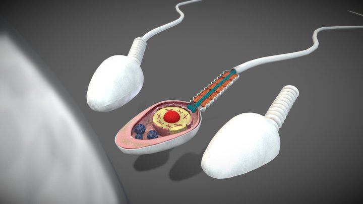 3D Animated Sperm 3D Model