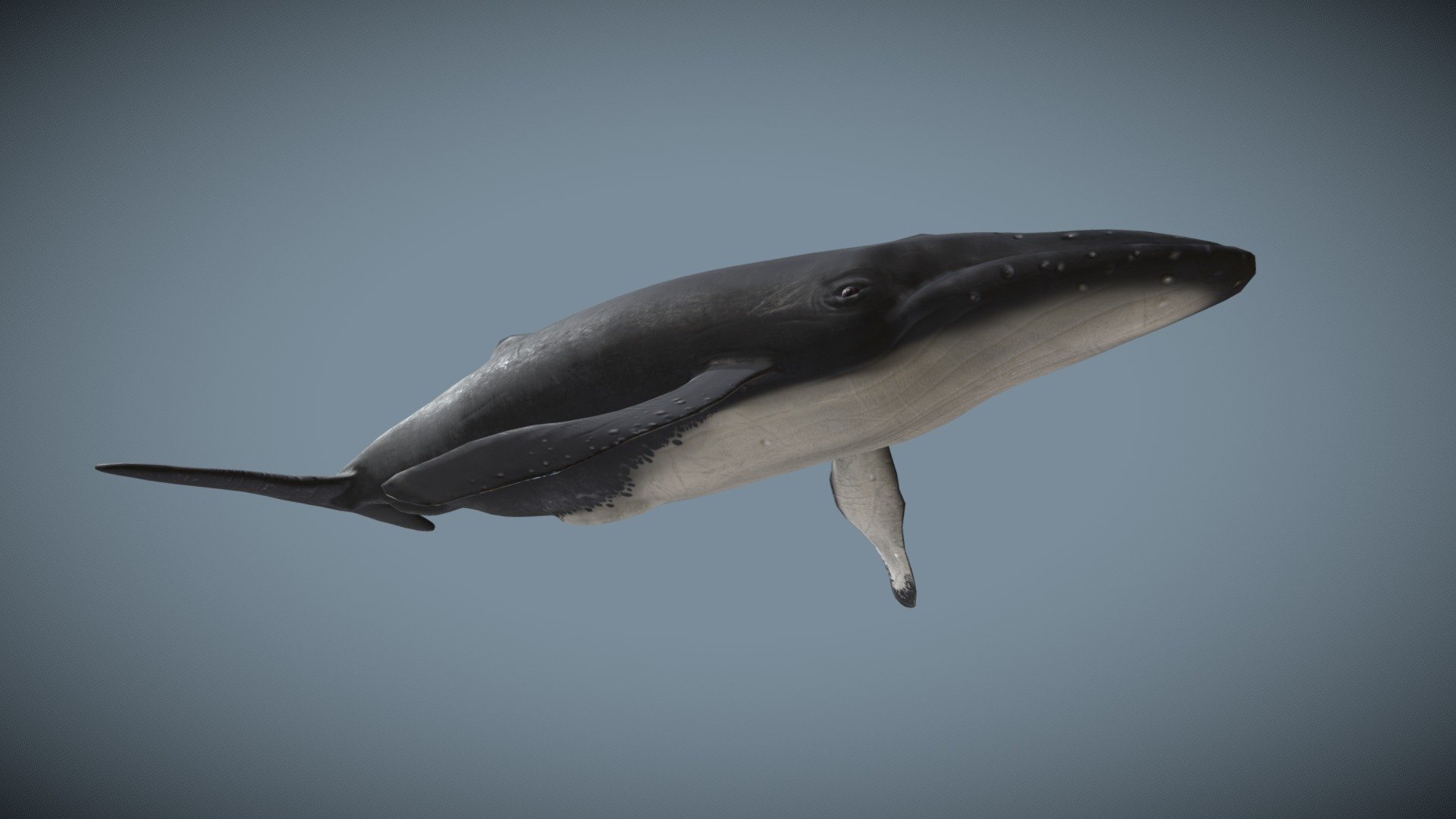 Whale low poly 3D model - Buy Royalty Free 3D model by RMartstyle ...