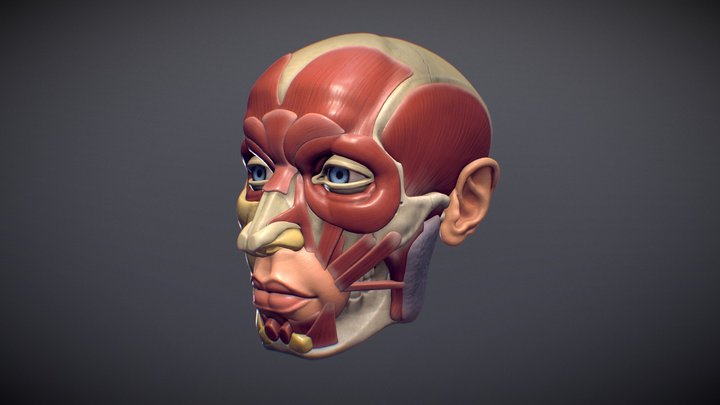 The ecorche of the Pyrosuvious 3D model